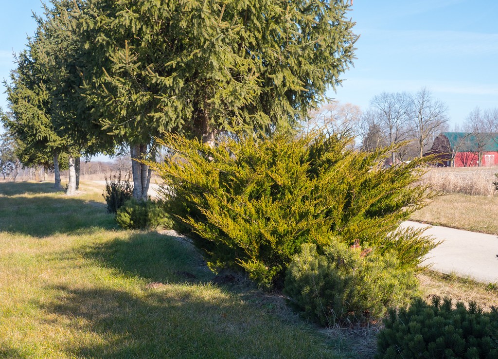 Juniper, Sea Green — whole plant