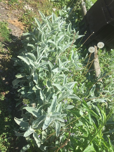 Lamb's Ear — flowers or notable detail