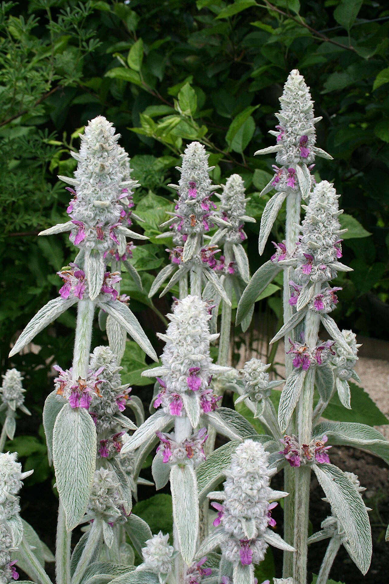 Lamb's Ear — whole plant