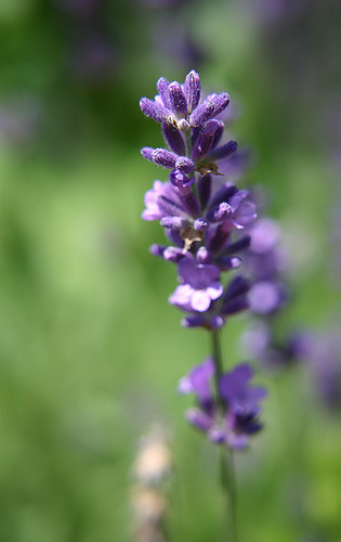 Lavender, Spanish — flowers or notable detail