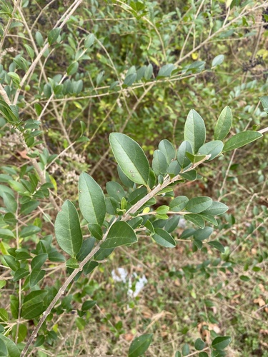 Ligustrum, Sunshine — flowers or notable detail