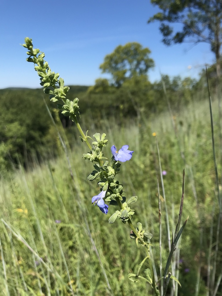 Mealy Blue Sage — flowers or notable detail