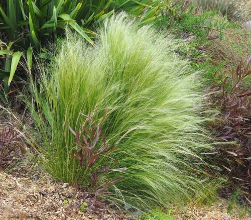 Mexican Feather Grass — whole plant