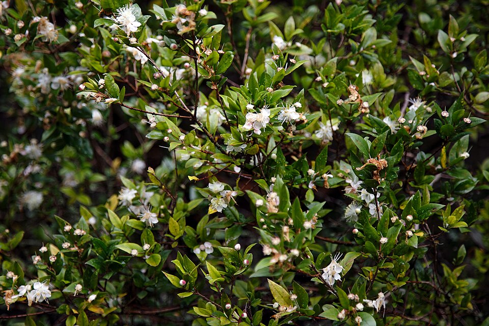 Myrtle, Compact Common — flowers or notable detail