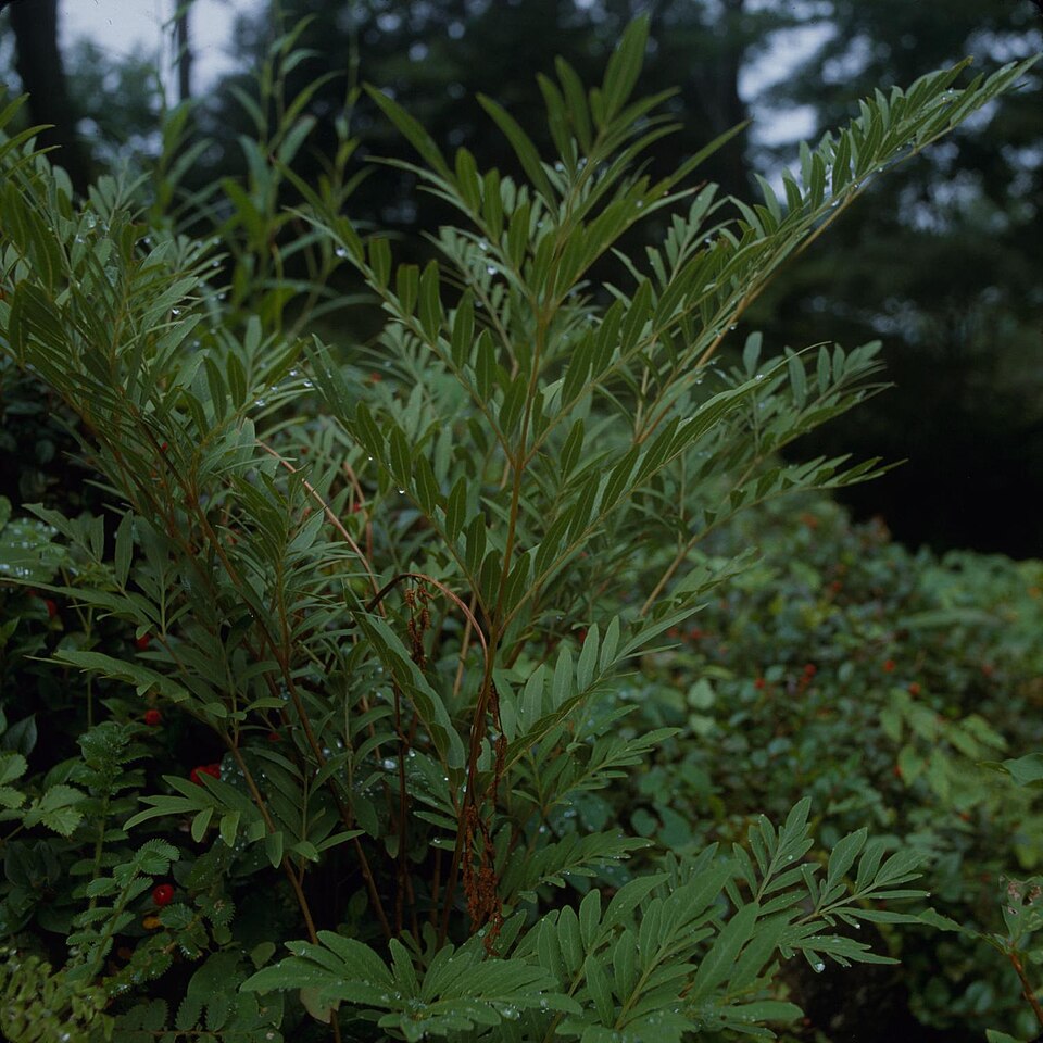Nandina, Blush Pink — whole plant