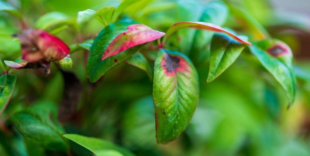 Nandina, Fire Power — flowers or notable detail