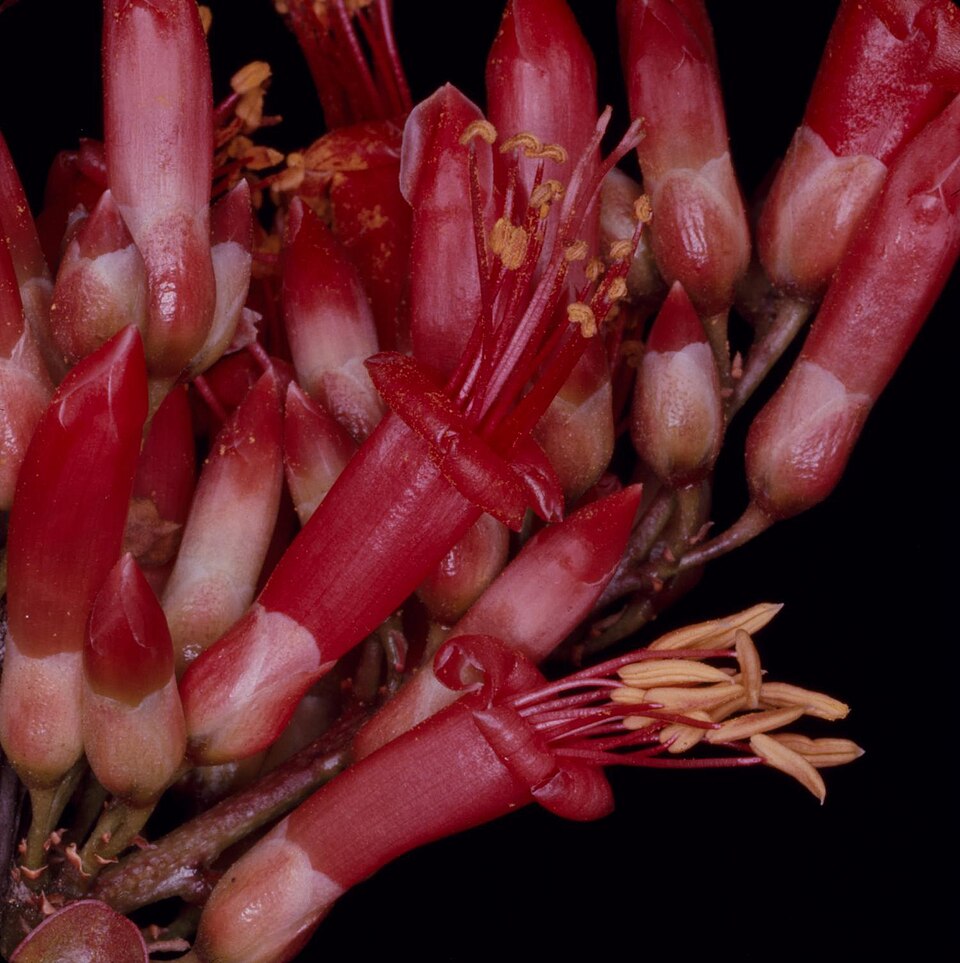 Ocotillo — flowers or notable detail