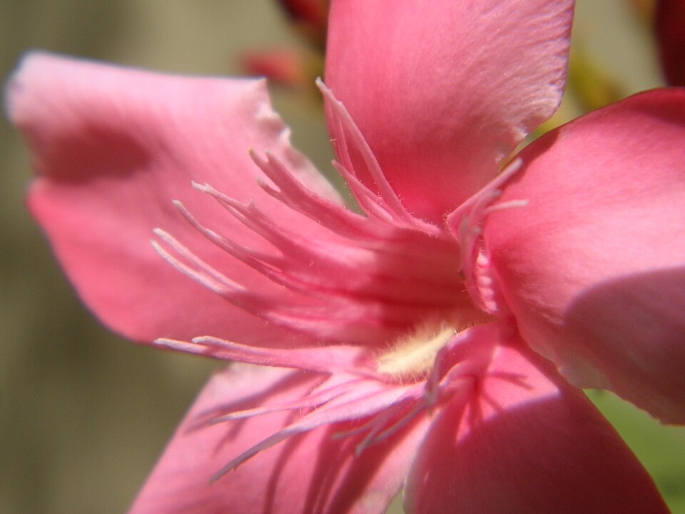 Oleander, Pink And White — flowers or notable detail