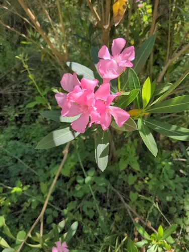 Oleander, Red — flowers or notable detail