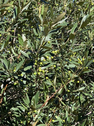 Olive, Sweet — flowers or notable detail