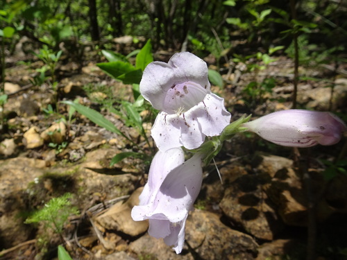 Penstemon — whole plant