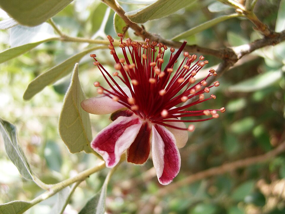 Pineapple Guava — flowers or notable detail