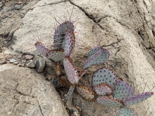 Prickly Pear Purple — flowers or notable detail