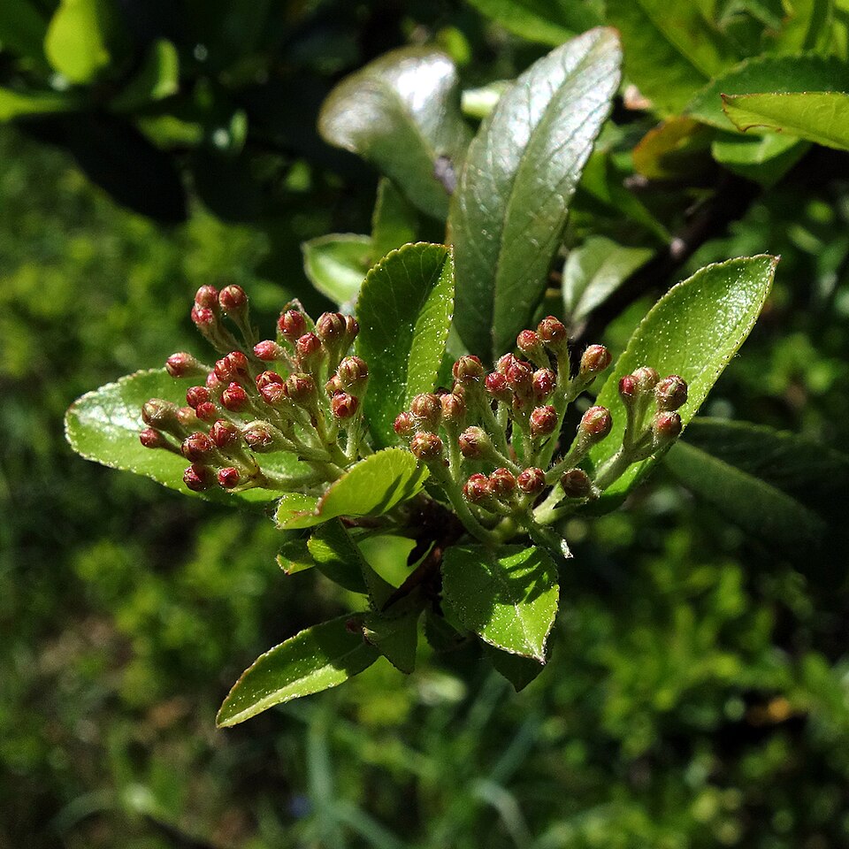 Pyracantha — flowers or notable detail