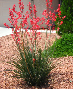 Red Yucca — flowers or notable detail