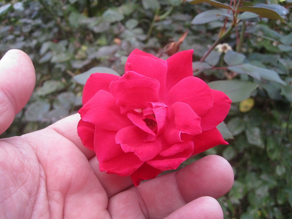 Rose, Knockout Rose Double Red — flowers or notable detail