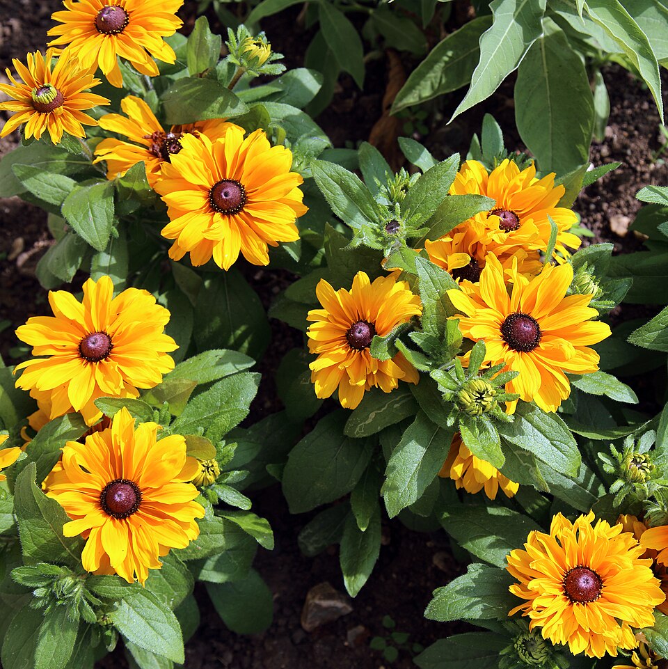 Rudbeckia — flowers or notable detail
