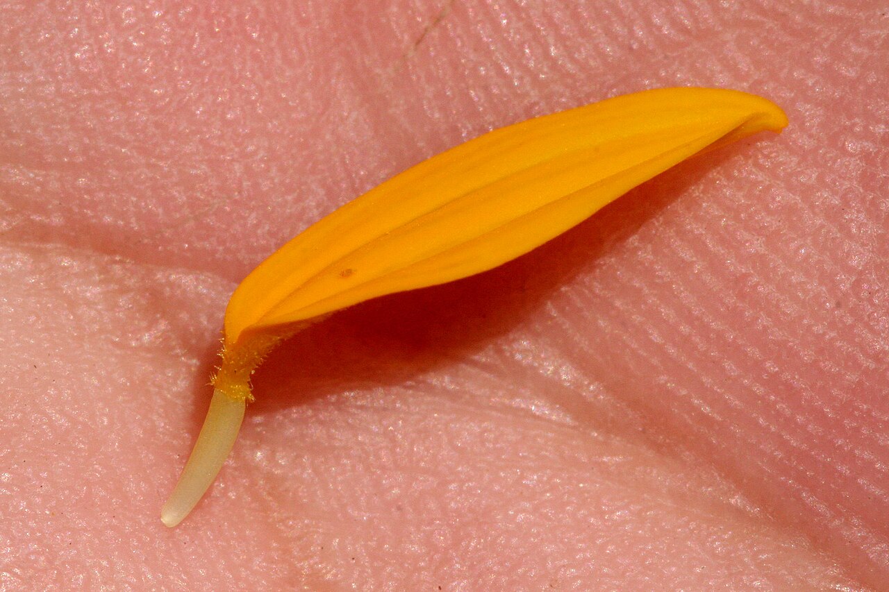 Skeletonleaf Goldeneye — flowers or notable detail