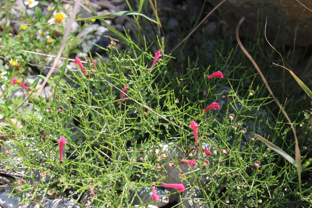 Skullcap, Pink — flowers or notable detail