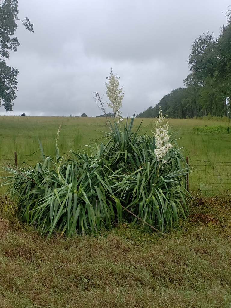 Soft Leaf Yucca — flowers or notable detail