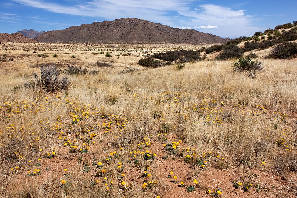Sotol Blue Wheeler — flowers or notable detail