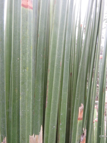 Sotol Toothless — flowers or notable detail