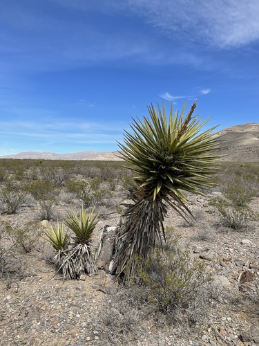 Spanish Dagger — 4-6' — flowers or notable detail
