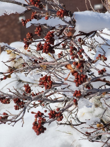 Sumac, Aromatic — flowers or notable detail