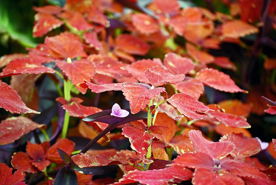 Sumac, Aromatic — whole plant