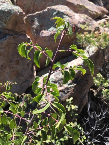 Sumac, Evergreen — flowers or notable detail