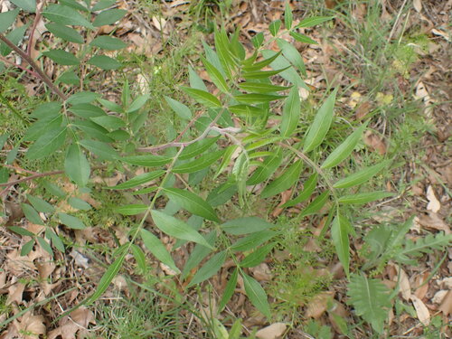 Sumac, Flameleaf — flowers or notable detail