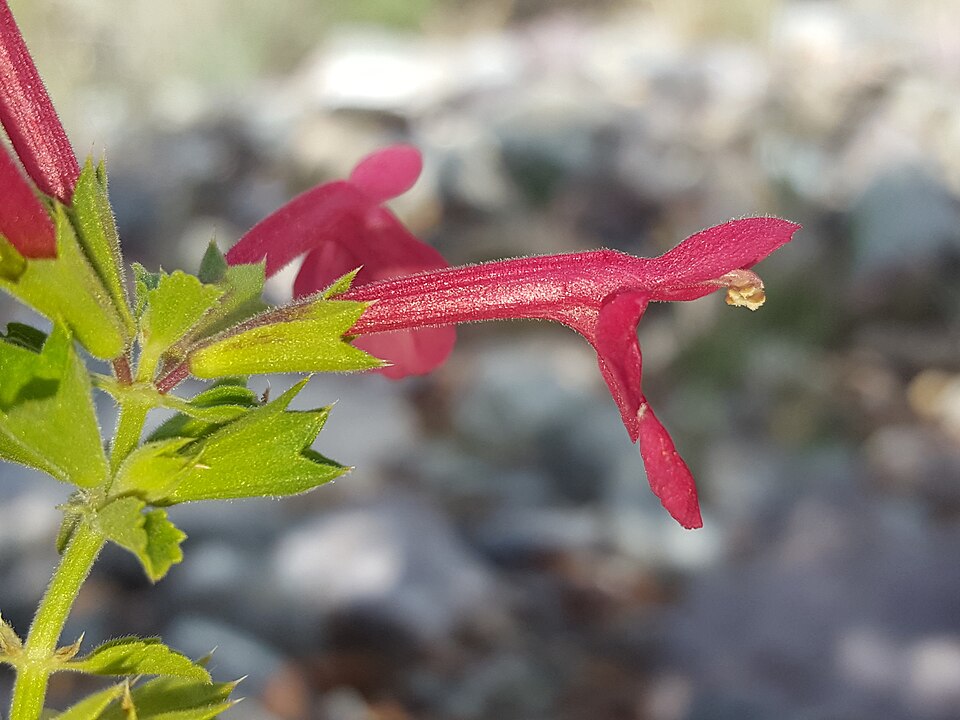 Texas Betony — flowers or notable detail