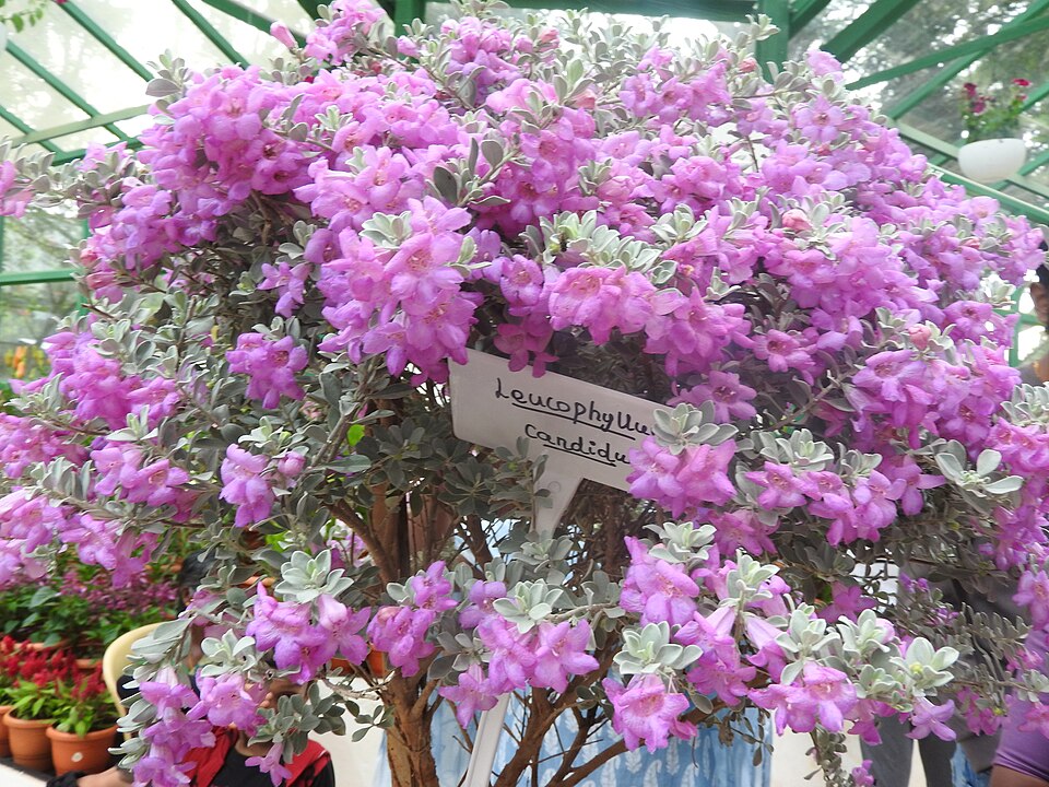 Texas Sage, Cimarron — flowers or notable detail