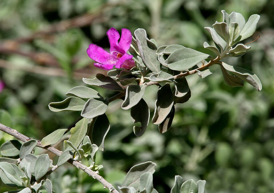 Texas Sage, Microburst — flowers or notable detail