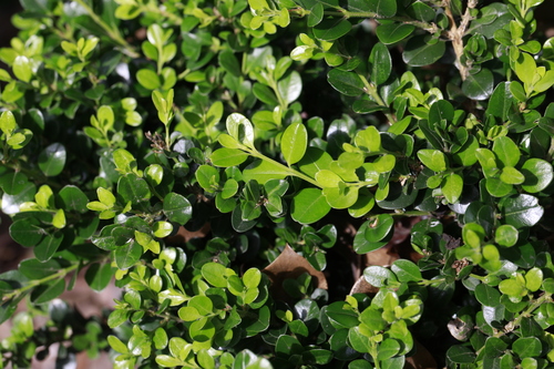 Topiaries — flowers or notable detail