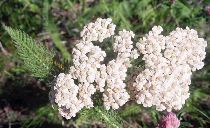 Yarrow — flowers or notable detail