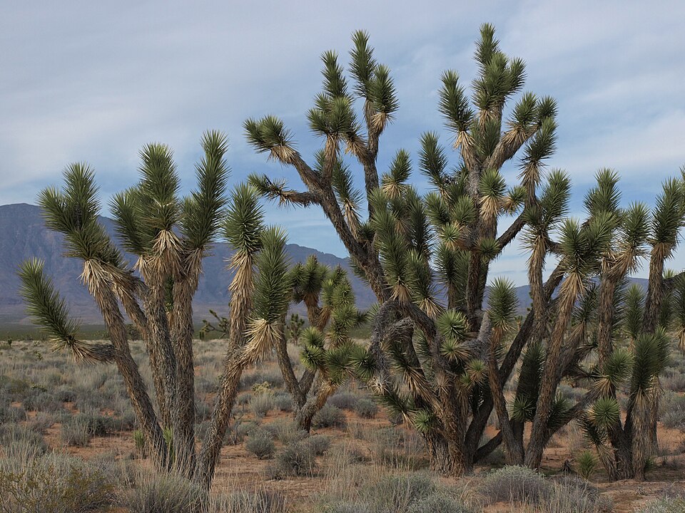 Yucca, Blue Sentry — flowers or notable detail