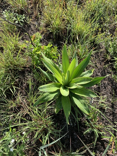 Yucca, Bright Edge — flowers or notable detail