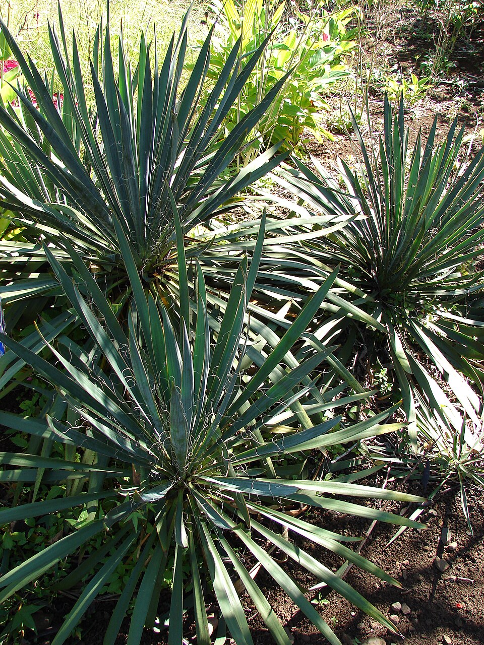 Yucca, Bright Edge — whole plant