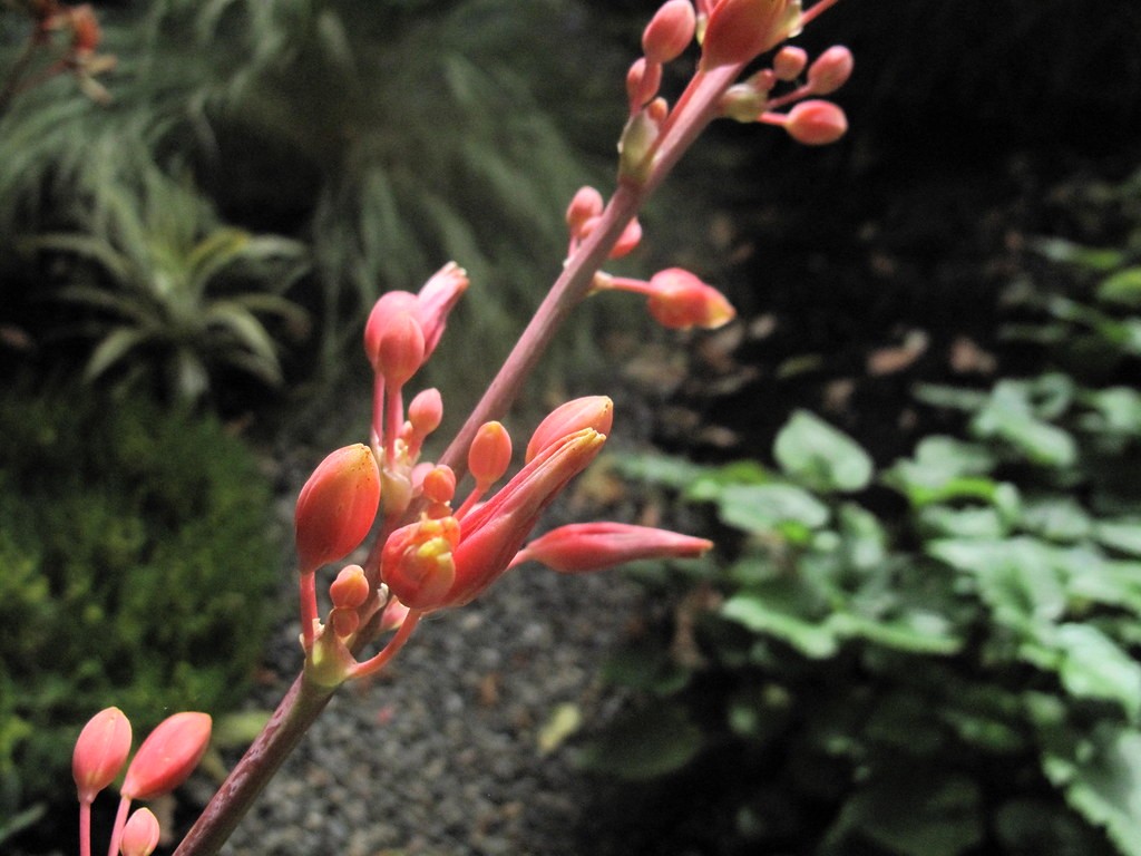 Yucca, Desert Dusk — flowers or notable detail