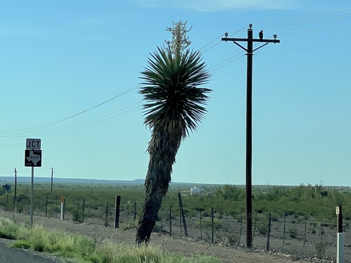 Yucca, Faxon (Giant White) — flowers or notable detail