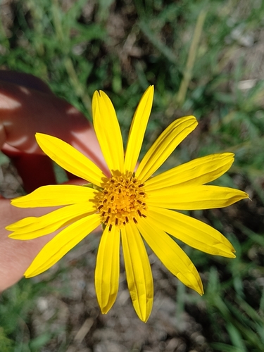 Zexmenia — flowers or notable detail